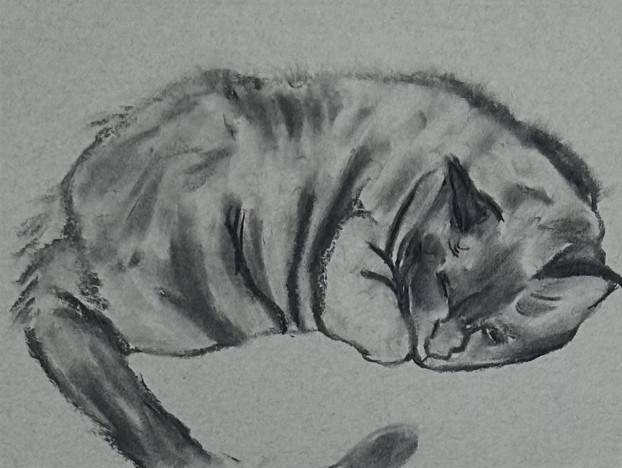 charcoal drawing of Campari curled up asleep