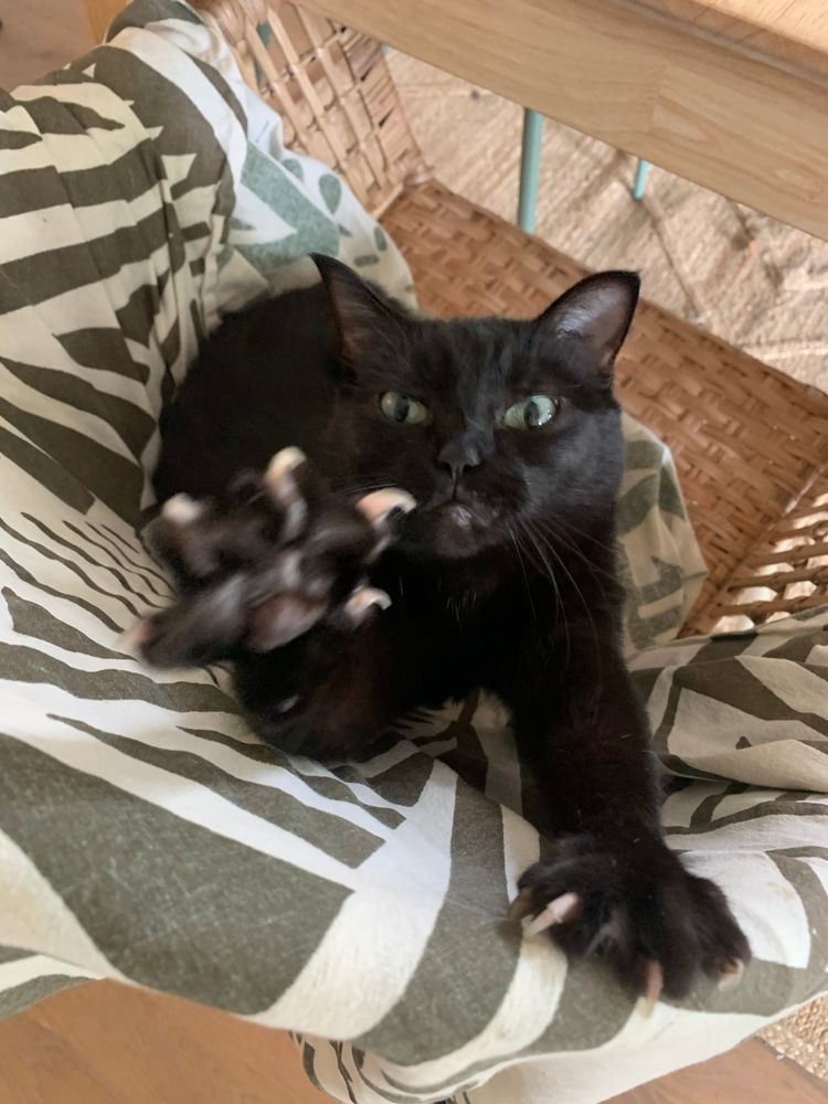 Campari reaching toward the camera with her claws out