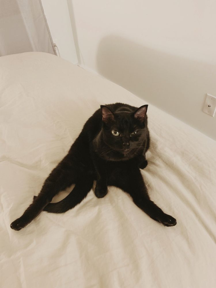 Campari sitting on a bed with her back legs splayed out
