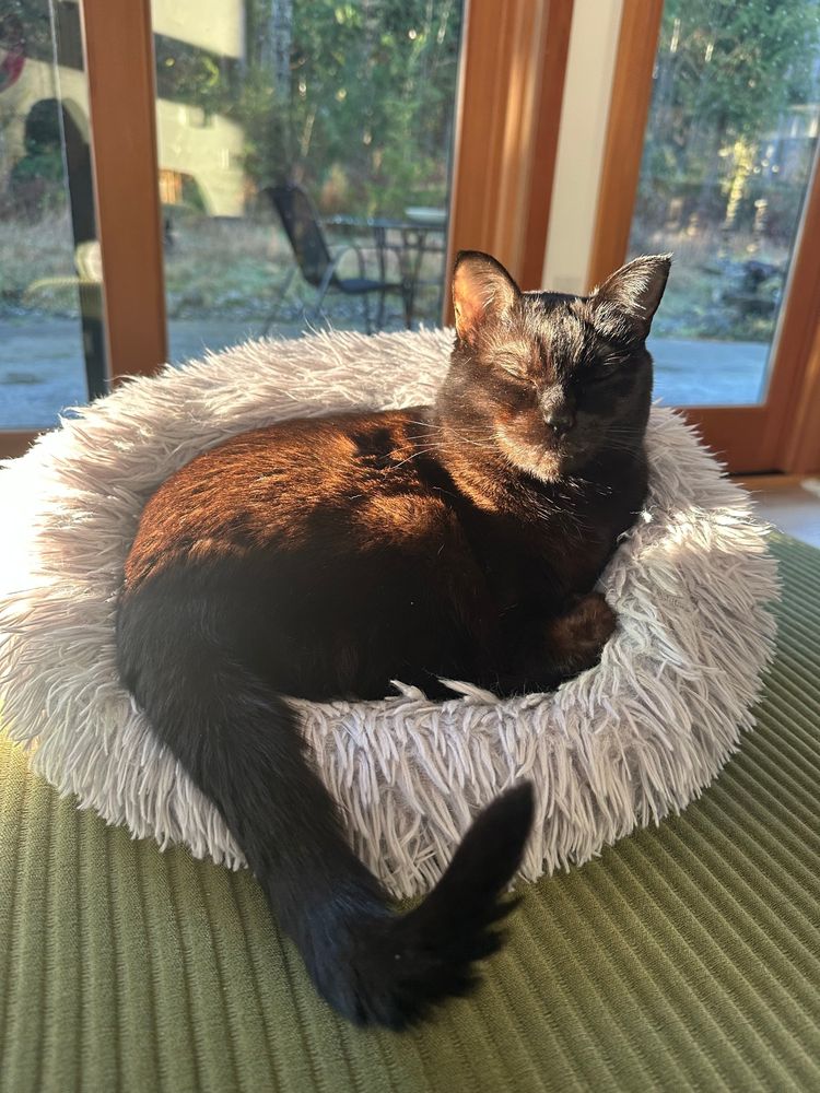 Campari, a black cat, asleep in a fluffy bed in a sunbeam