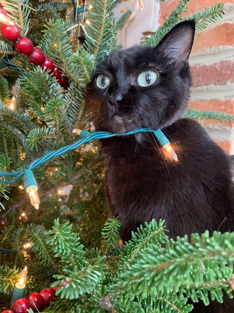 Campari sitting in a Christmas tree with a string of lights draped on her