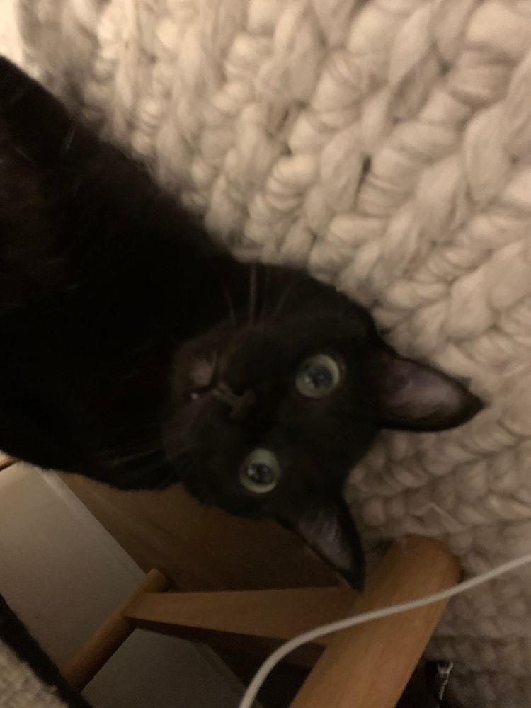 A blurry upside-down photo of Campari looking up at the camera