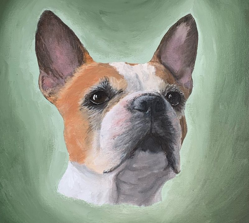 photorealistic painting of a fawn and white French bulldog on a green background