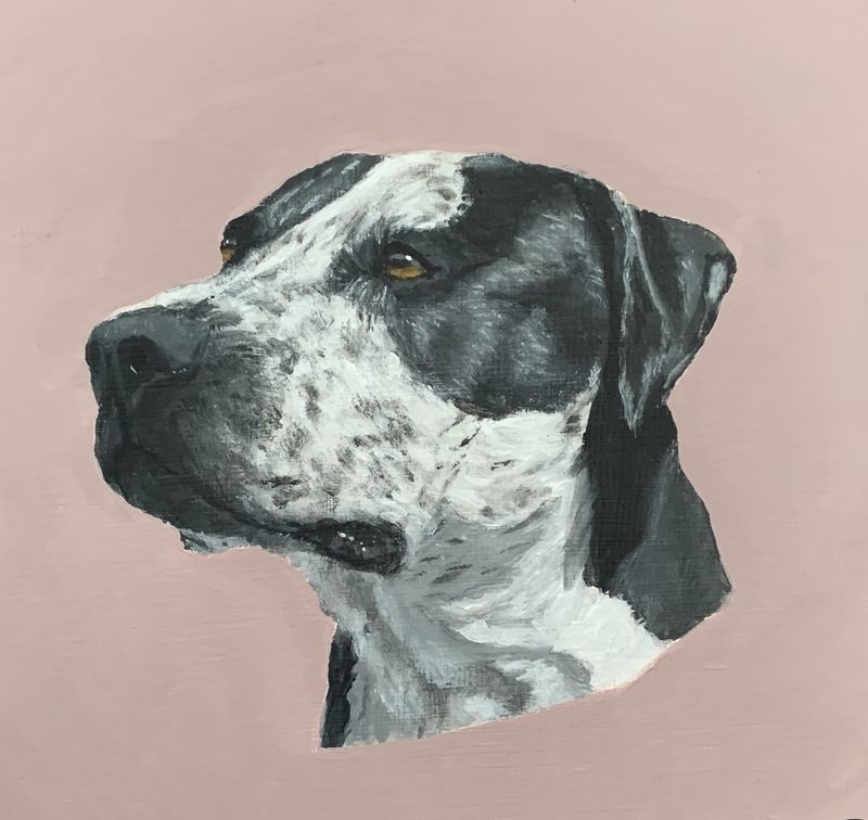 photorealistic painting of a black and white spotted dog on a pink background